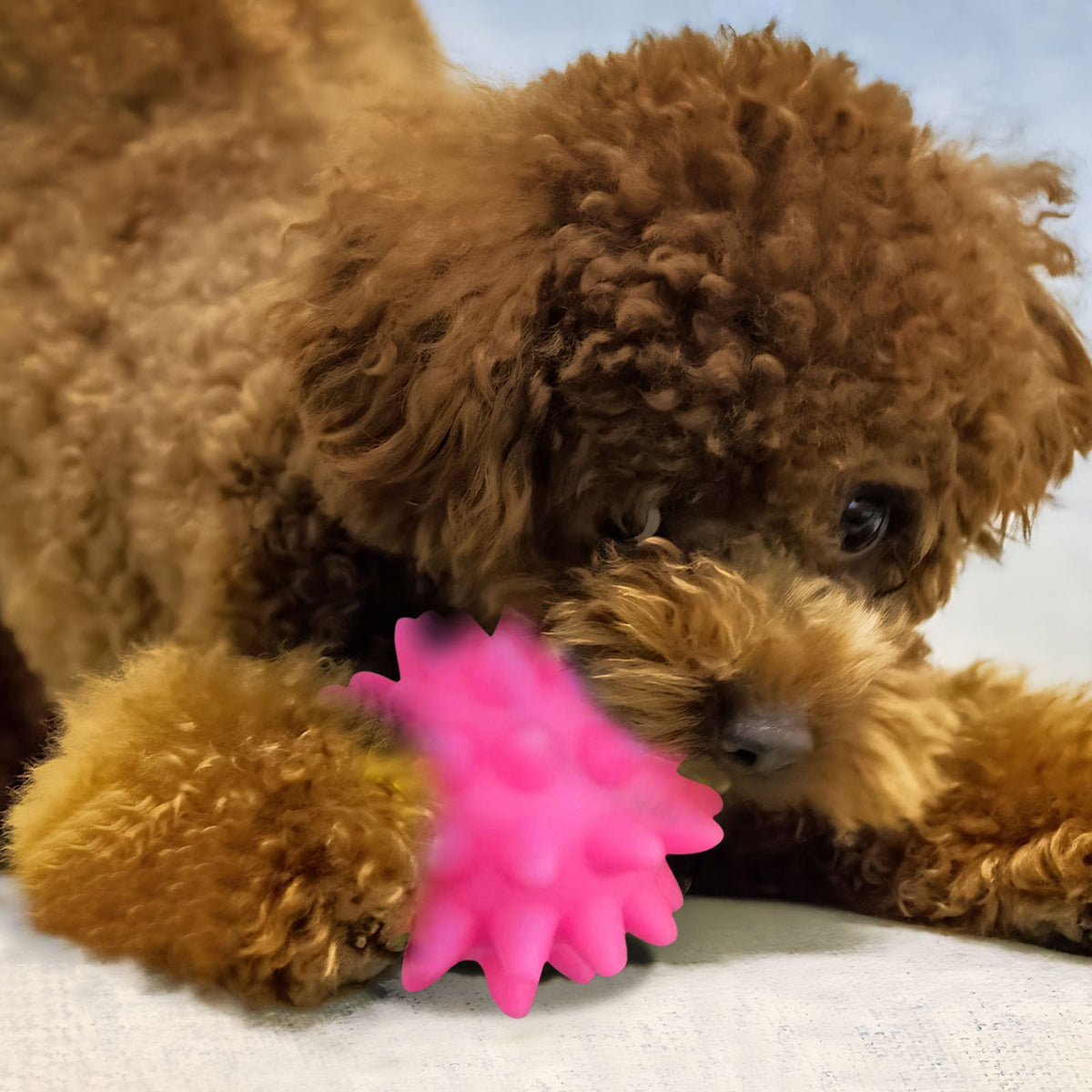 Squeaky Fetch Spike Balls Toys for Pet Small Dogs Puppy Rubber 2 Pack Bright Colors Chew Teething Toys Pet Squeaky Chewing Balls (Random) Multicolor