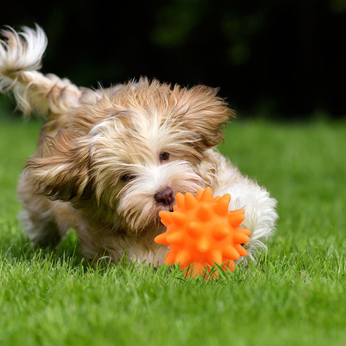 Squeaky Fetch Spike Balls Toys for Pet Small Dogs Puppy Rubber 2 Pack Bright Colors Chew Teething Toys Pet Squeaky Chewing Balls (Random) Multicolor