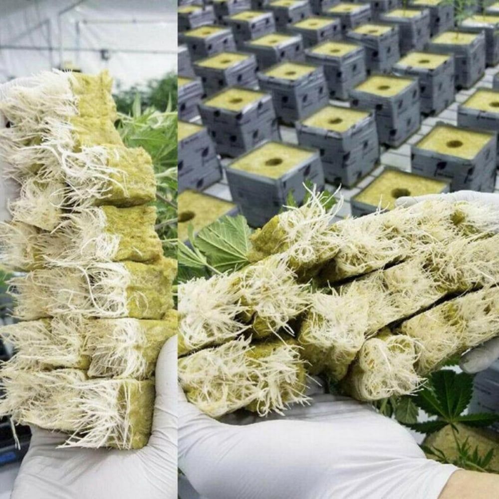 100 Pcs Rockwool Cubes, 1.57 Rock Wool Planting Cubes, Rock Wool for Hydroponic Growing, Perfect for Rooting, Cuttings, Cloning Plants, Seed Germination