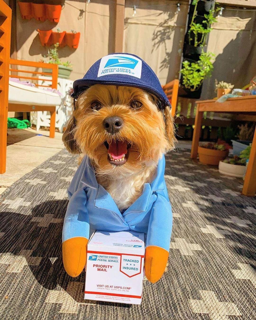Pet Transformation Costume Hoodie for Dogs Cats Express Transformation Blue S (Bust 40-50cm)
