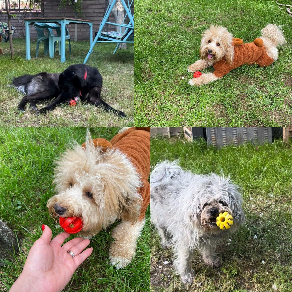 2 Pack Dog Toy Ball, Dog and Puppy Cat, Dog Pet Food Treat Feeder Chew Tooth Cleaning Ball Exercise Game IQ Training Ball