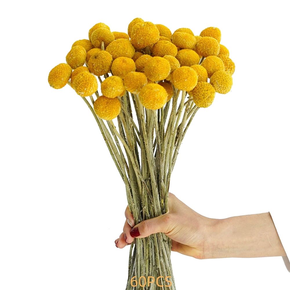 60 Stems Diameter Natural Craspedia Dried Flowers, 16inch Billy Buttons Balls Bouquet Bundles Natural Dried Flowers for DIY Flower Arrangements Home Decor, Yellow