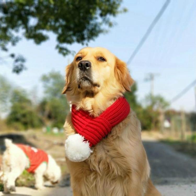 Pet Christmas Wool Scarf - Size Xxs