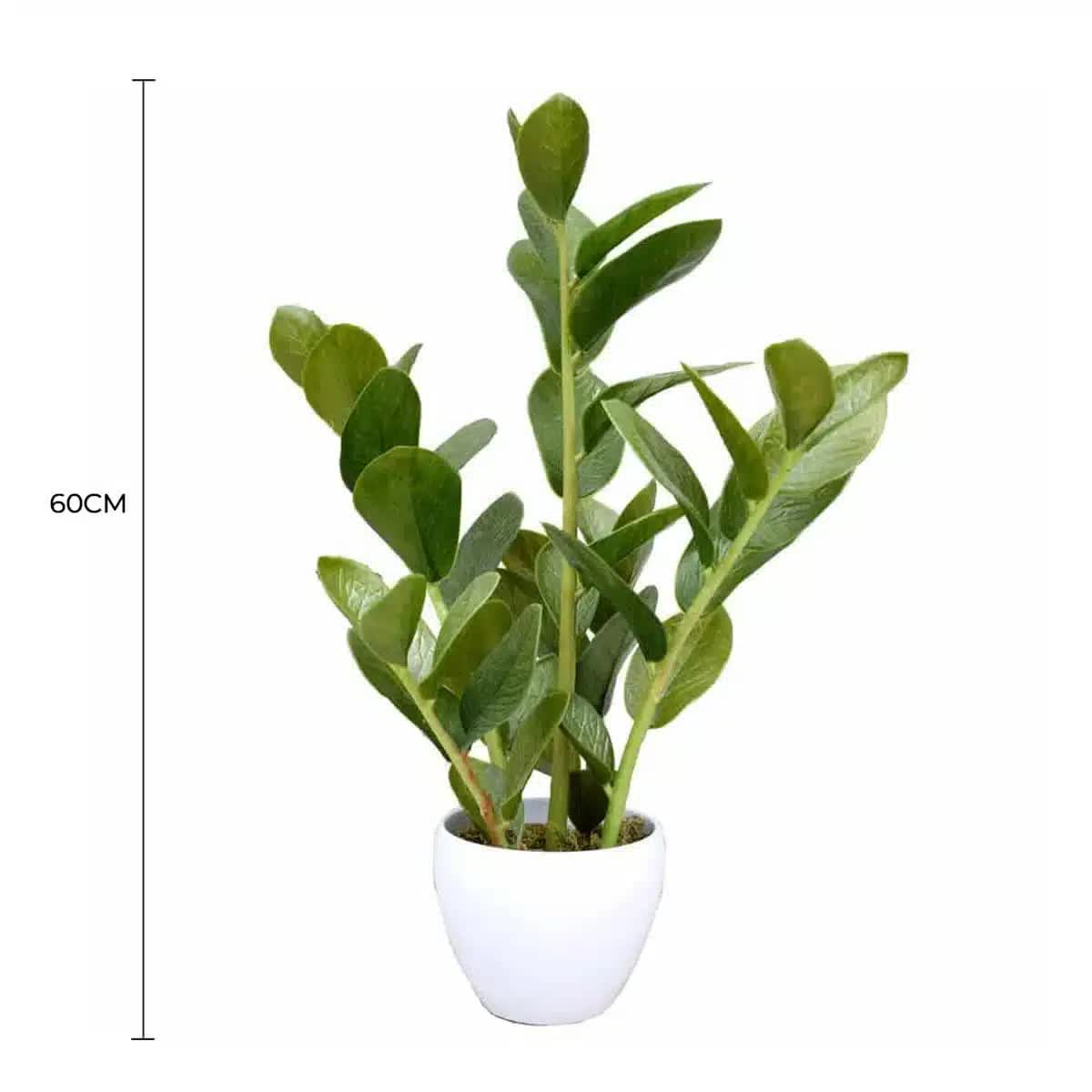 60cm Artificial Potted Zanzibar