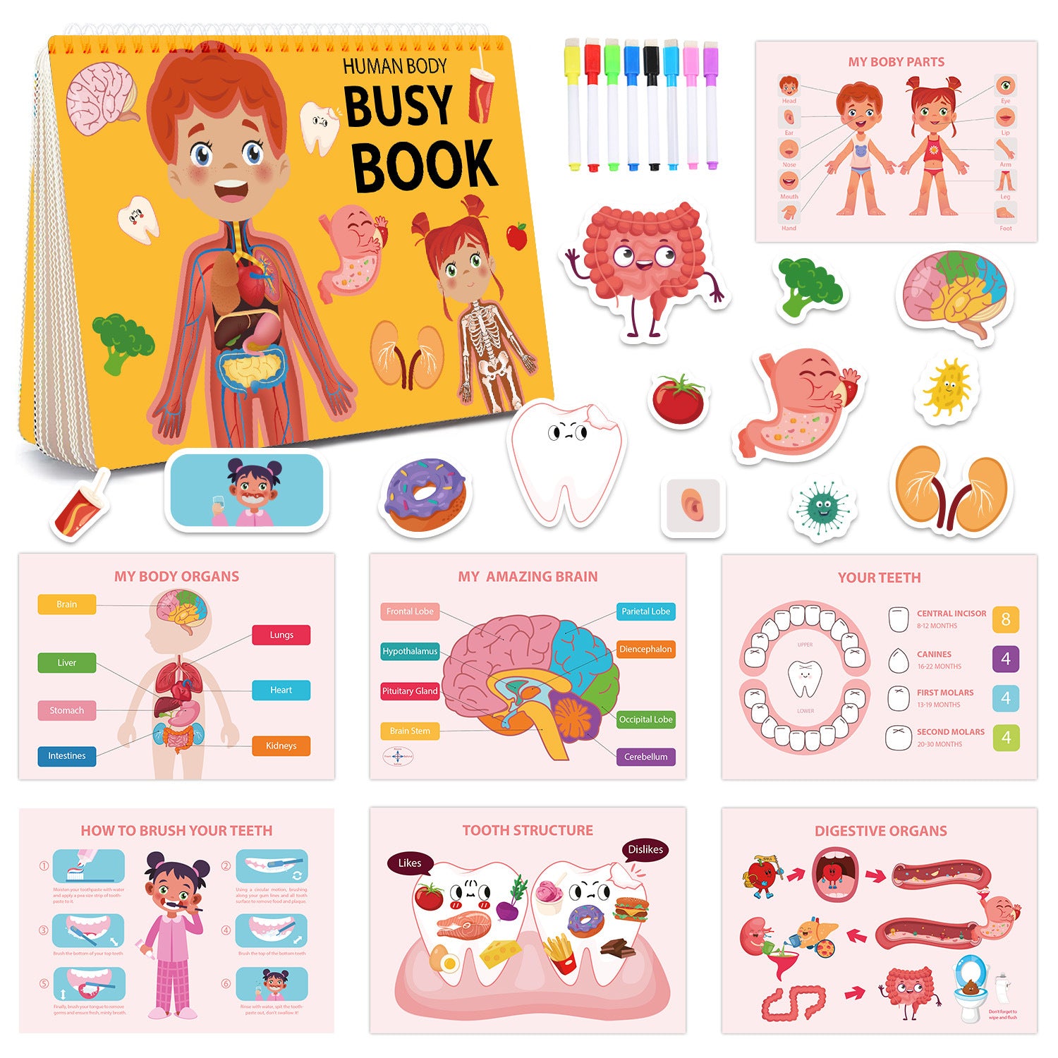 Interactive Human Body Busy Book Set (2 Books) - Educational Quiet Learning Toy for Toddlers