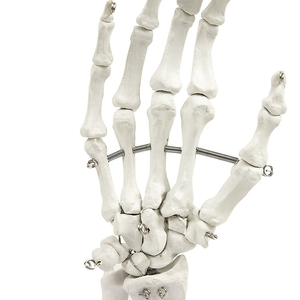 Hand Joint Anatomical Skeleton Model Human Anatomy Study Tool