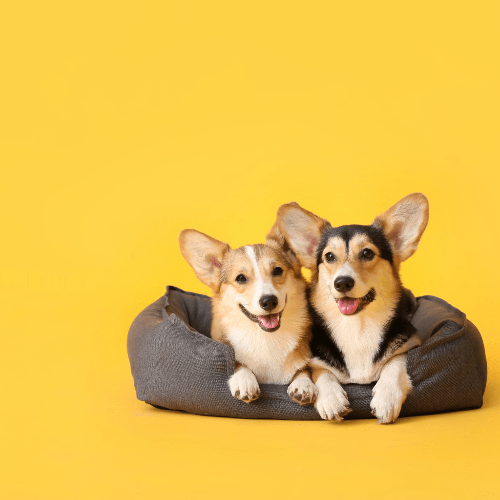 Pet Beds