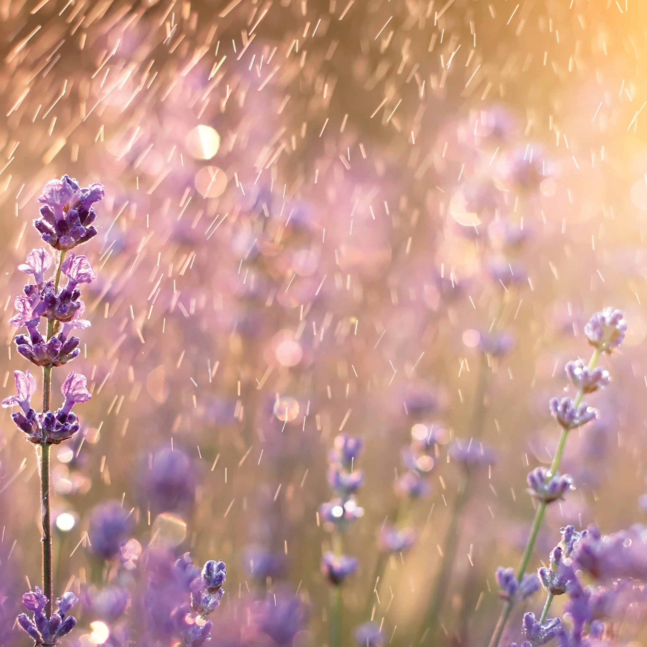 Lavender Rain Odor Eliminating Melts 2.5oz - RRP $7.95 - Wholesale