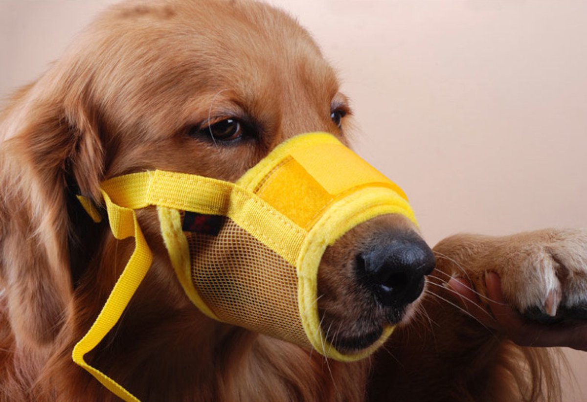 Muzzle for dogs - Soft, breathable - Small dogs, size M yellow
