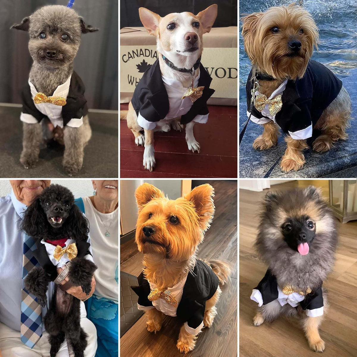 Formal Dog Clothes Shirt Costume Wedding Attire Party Bow Tie Suit, Dog Outfit for Small Medium Large Dogs Cats (M)