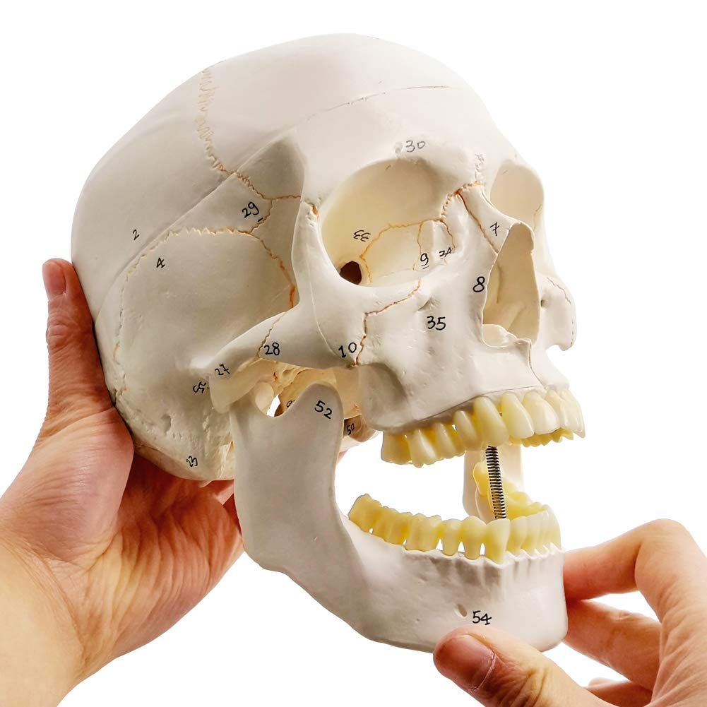 Classic Numbered Human Skull Model, Life Size , Medical Quality-3 Part-W/Sutures Painted, ; for Medical Student; Shows Most Major