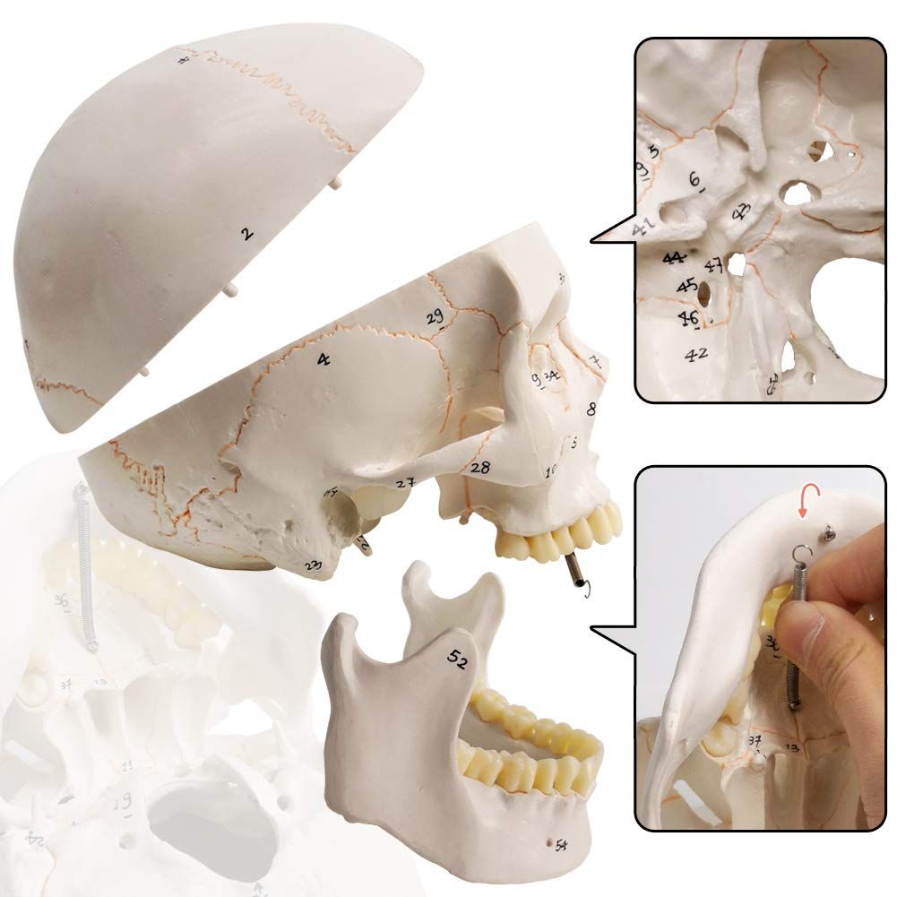 Classic Numbered Human Skull Model, Life Size , Medical Quality-3 Part-W/Sutures Painted, ; for Medical Student; Shows Most Major