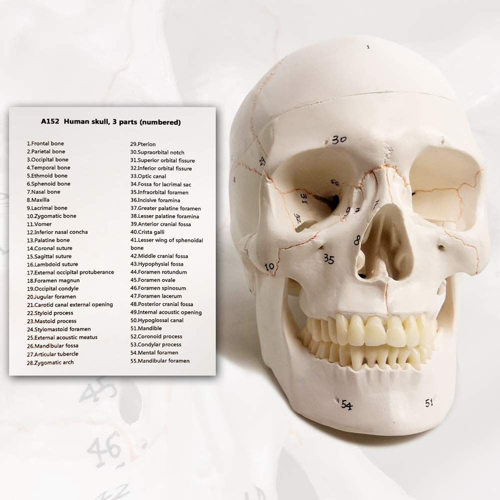 Classic Numbered Human Skull Model, Life Size , Medical Quality-3 Part-W/Sutures Painted, ; for Medical Student; Shows Most Major