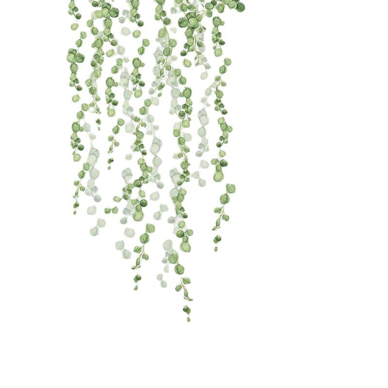 6 Sheets Hanging String of Pearls Vine Wall Stickers Leaves Green Plants Removable Wall Decals Peel (3 Sets)