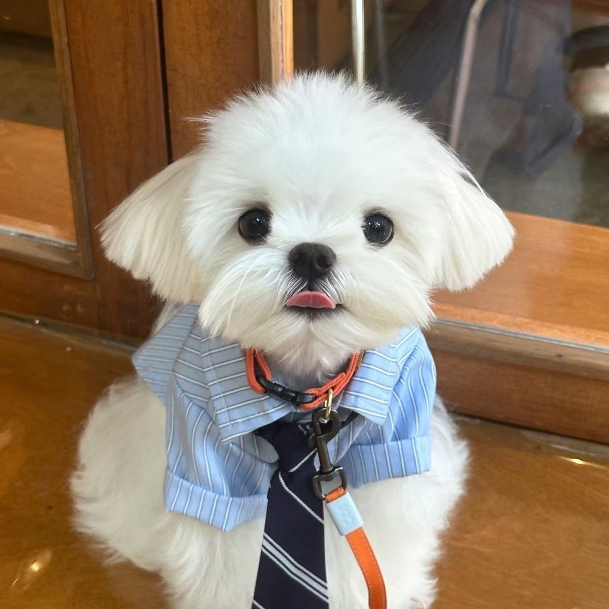 Breathable Thin Pet Shirt for Small Pets, Elegant Collared Clothing Matching Tie, Green, Size M, Back Length 29cm, Ideal for 5‑7kg Pets, Christmas Halloween Pet Holiday Present