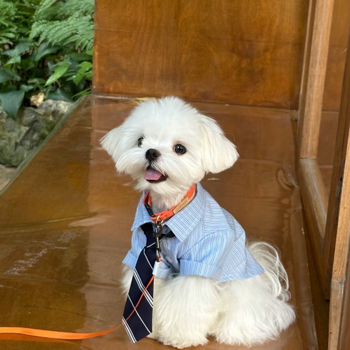 Breathable Thin Pet Shirt for Small Pets, Elegant Collared Clothing Matching Tie, Green, Size M, Back Length 29cm, Ideal for 5‑7kg Pets, Christmas Halloween Pet Holiday Present