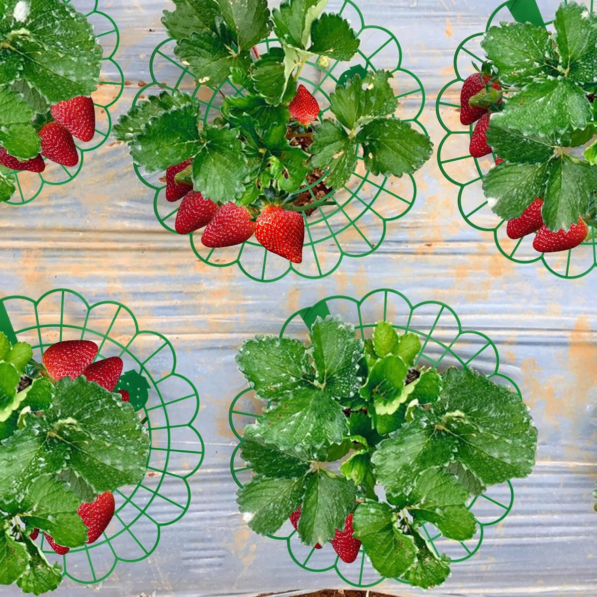 15Pack Strawberry Supports - Strawberry Plant Support Stand Strawberry Growing Racks Protector Strawberry Growing Frame Holder Cage (15, B)