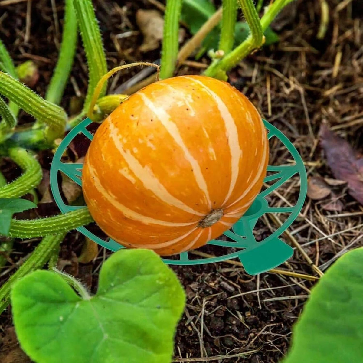 10PCS Strawberry Plant Support, Watermelon Support Stand Melon Holder Tray Protection Rack Cradle Pumpkin for Squash Cantaloupe