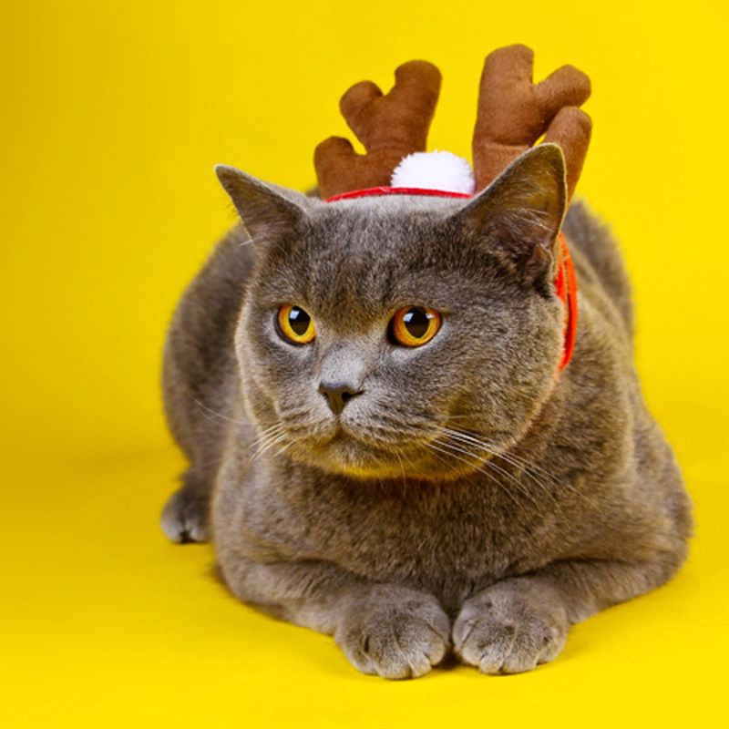 Pet Clothing Christmas Cloak Odd Pet S