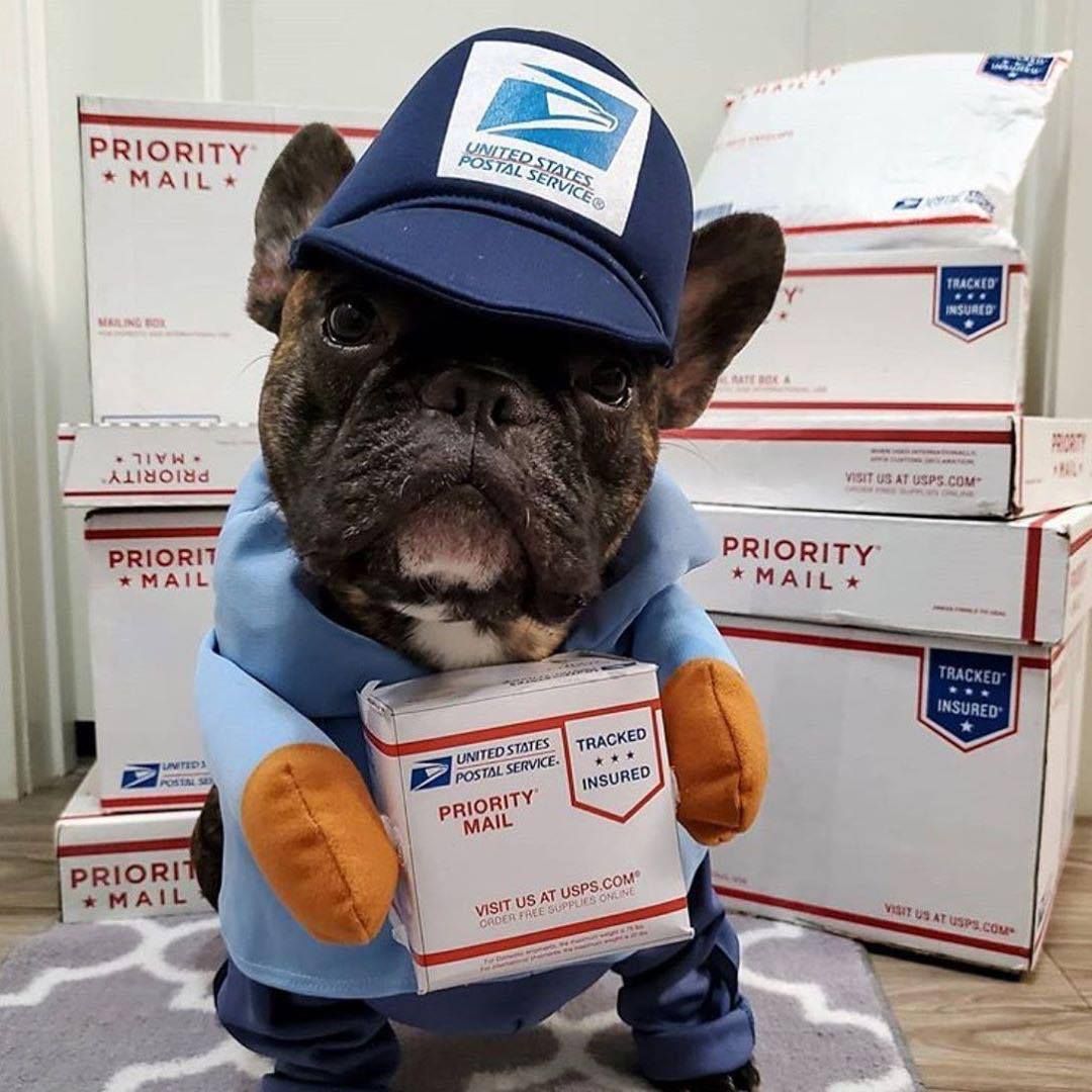 Pet Transformation Costume Hoodie for Dogs Cats Express Transformation Blue S (Bust 40-50cm)