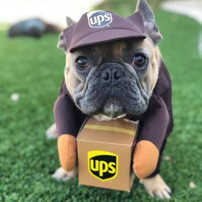 Pet Transformation Costume Hoodie for Dogs Cats Courier Coffee S (Bust 40-50cm)