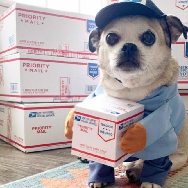 Pet Transformation Costume Hoodie for Dogs Cats Courier Coffee M (bust 50-60cm)