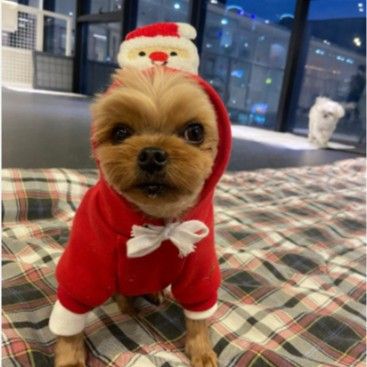 Pet Christmas Hoodie for Dogs Cats Polyester 314A Drawstring Christmas Sweatshirt Red Santa XS (Chest 35cm, Suggests 4lb Pet)