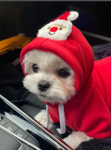 Pet Christmas Hoodie for Dogs Cats Polyester 314A Drawstring Christmas Sweatshirt Red Santa S (Chest 41cm, for pets up to 6 jin)