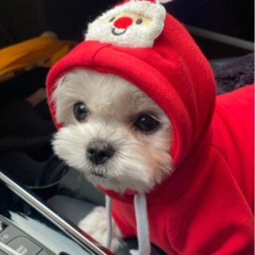 Pet Christmas Hoodie for Dogs Cats Polyester 314A Drawstring Christmas Sweatshirt Red Santa S (Chest 41cm, for pets up to 6 jin)