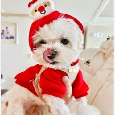 Pet Christmas Hoodie for Dogs Cats Polyester 314A Drawstring Christmas Sweatshirt Red Santa S (Chest 41cm, for pets up to 6 jin)