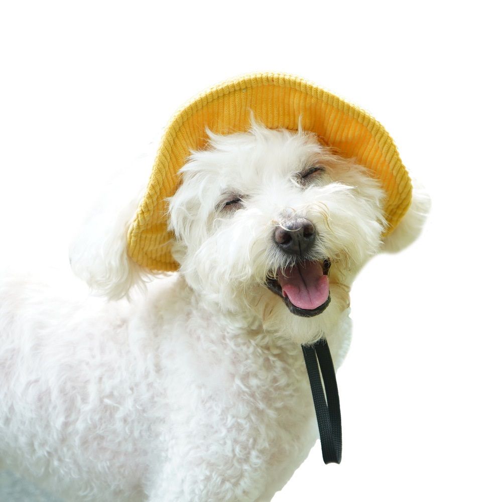 Dog Hats for dogs Only, dog Cowboy Hats with Ear Holes Tiny Pets Birthday Party Costume, dog Headwear Mini Cowboy Hat, Kitten Hat Cap Party Decorations（S）