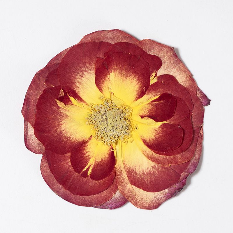 16 Pcs Dried Pressed Rose, Real Dried Pressed Flowers for Resin Scrapbook Supplies Card Making Soap Candle DIY Art Crafts