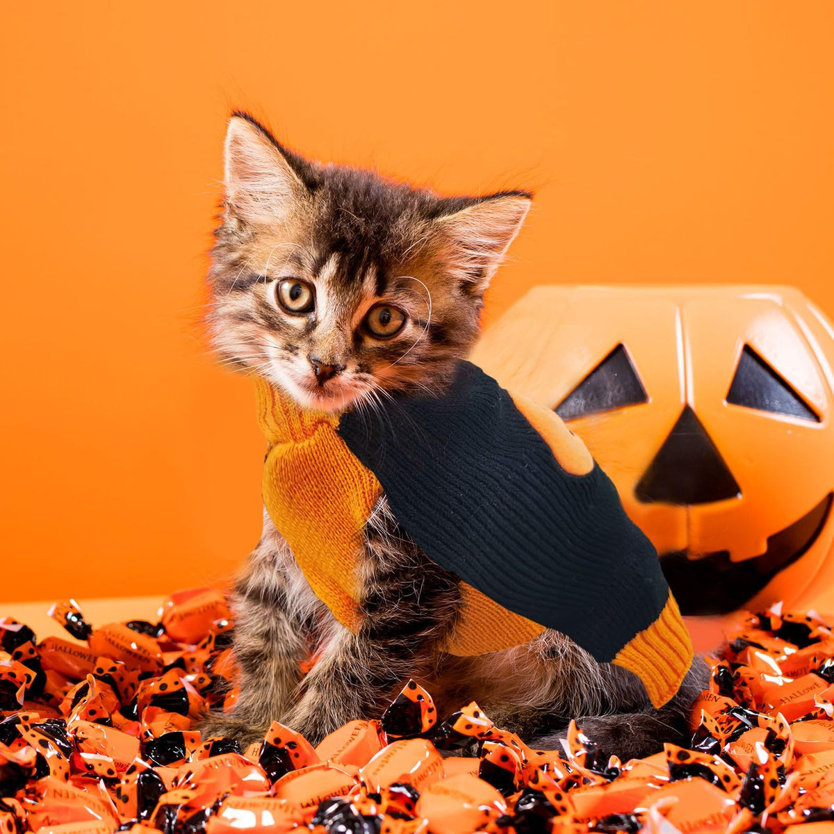 Dog Sweater Pumpkin Pet Sweaters Halloween Holiday Party for Cat and Puppy Small and medium-sized dog Teddy clothing(M)