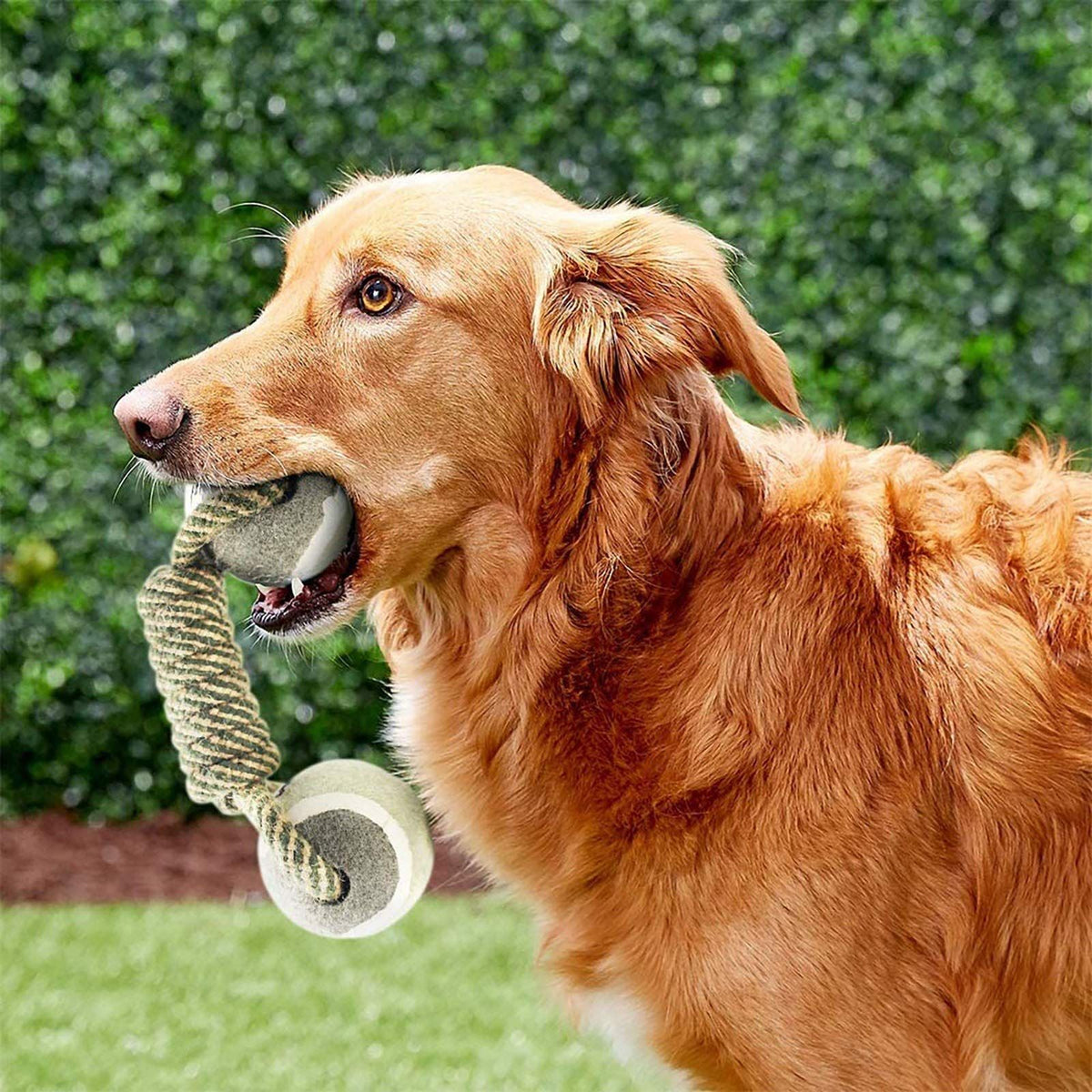 Durable Dog CHEW Toy for Medium to Large Dogs, Interactive Dumbbell Shaped Knot Rope Combination, Aggressive Dog Rope Toy