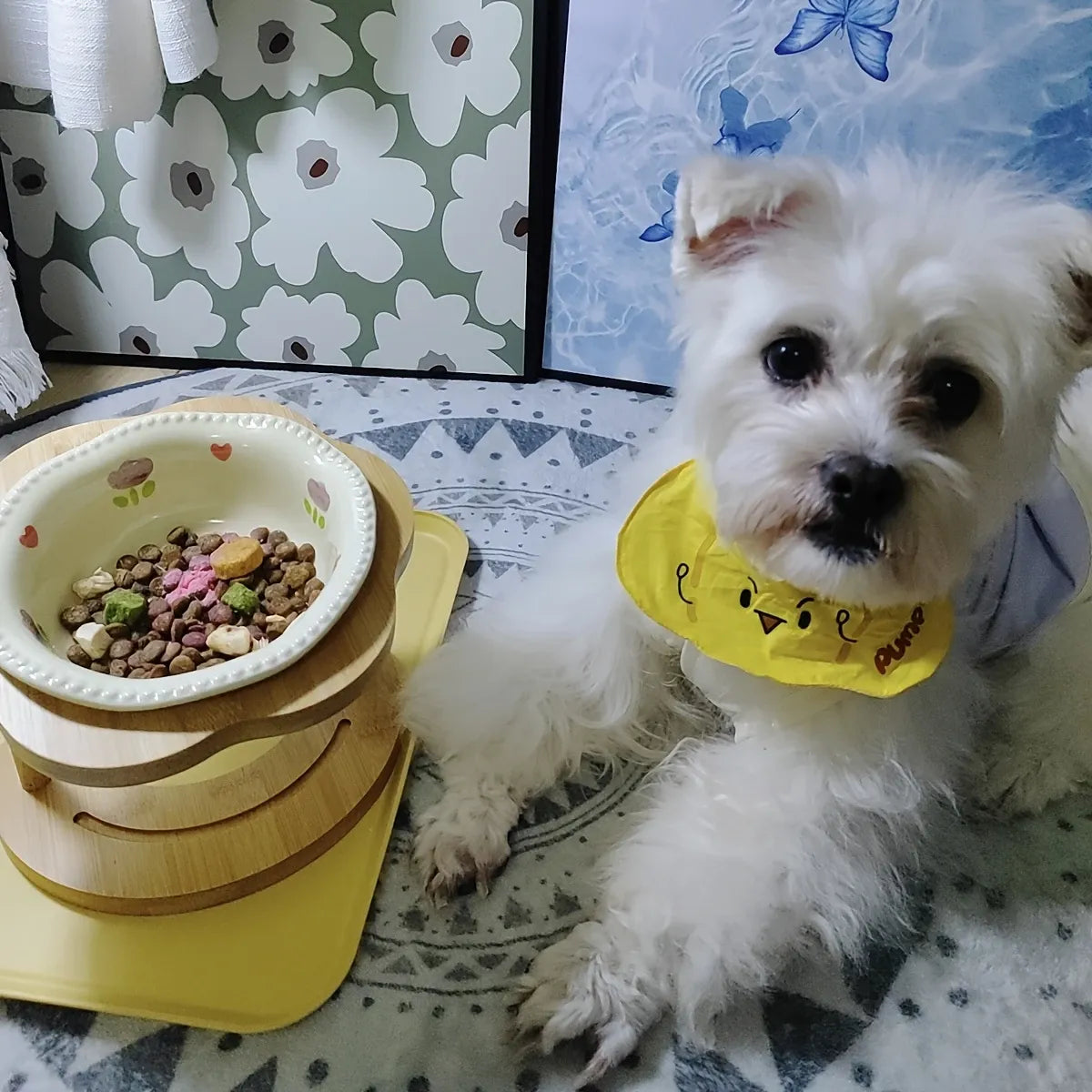 Ceramic Pet Feeder with Wood Stand | Tilted Cat Bowl for Comfortable Eating, Anti-Tip Design（Zhu Dian ai Xin wan）