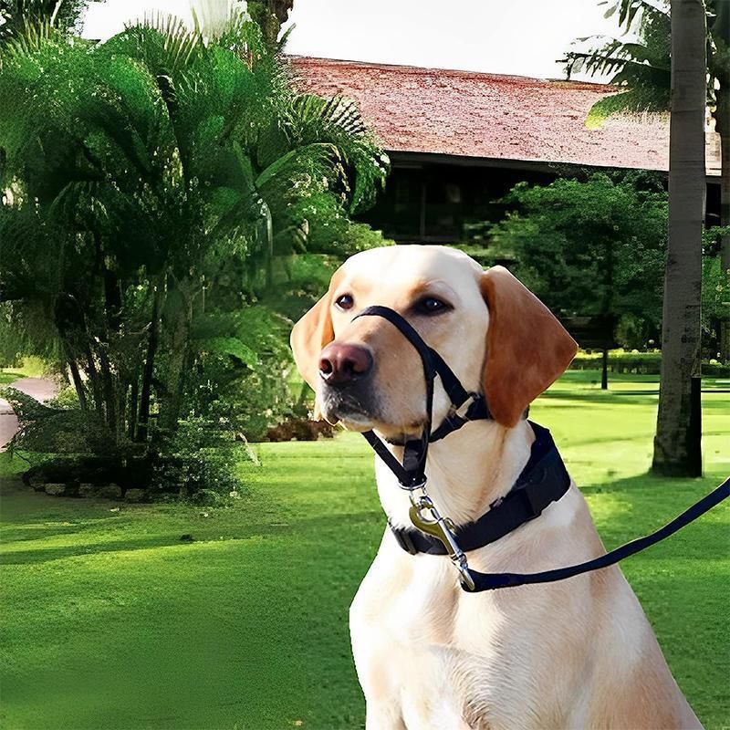 Black Dog Training Head Collar Halter Stop Pulling Training Tool Harness Strap Leader - XXL