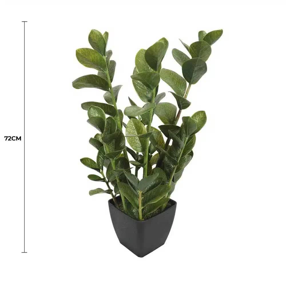 72cm Potted Multi Stem Zanzibar