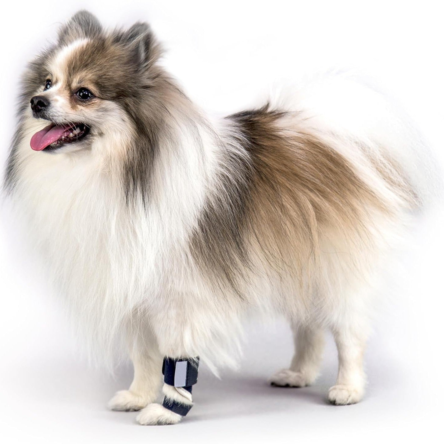 3 Pcs Size XXS Dark Blue Supportive Dog Leg Brace - Adjustable Carpal/Tarsal Splint for Injury & Arthritis Relief